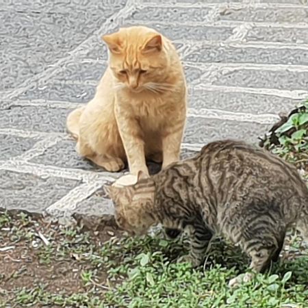 Alle Pendici Dell'Etna Ragalna Εξωτερικό φωτογραφία