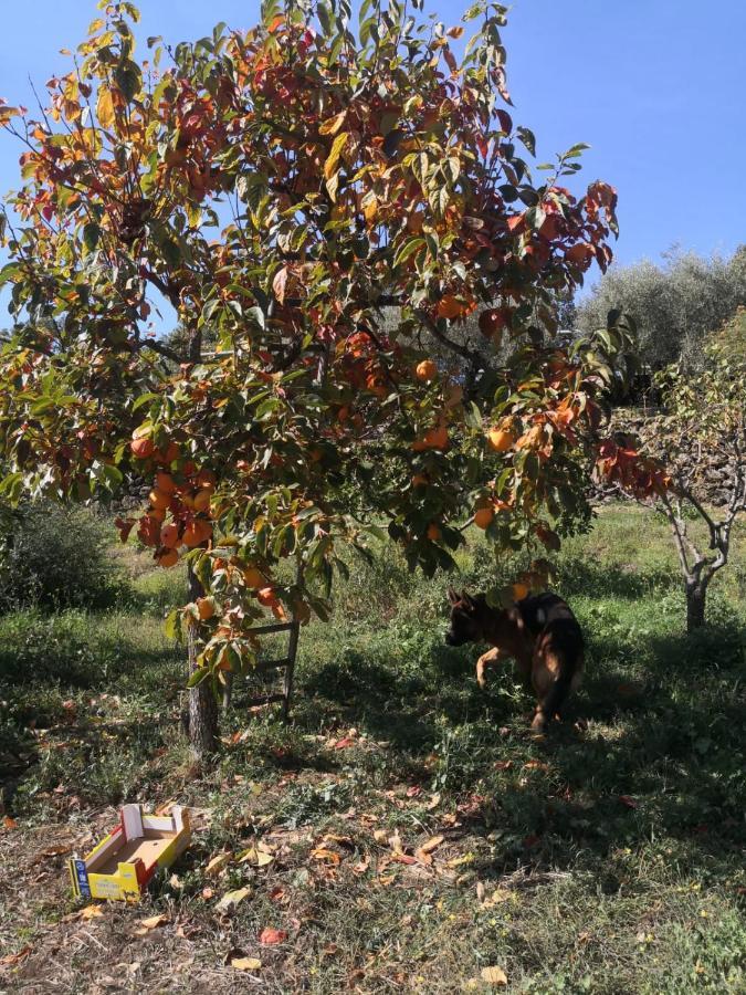 Alle Pendici Dell'Etna Ragalna Εξωτερικό φωτογραφία