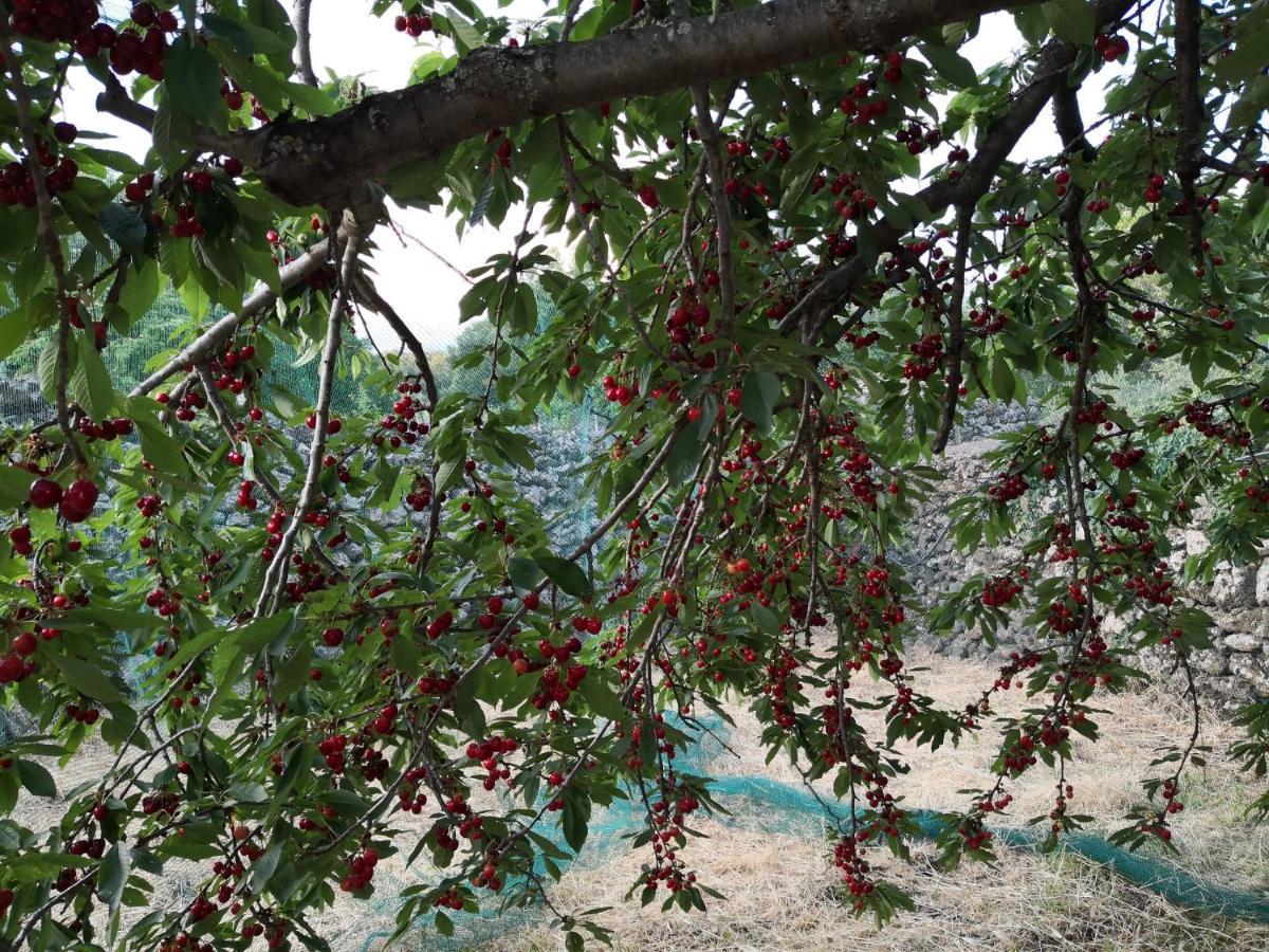 Alle Pendici Dell'Etna Ragalna Εξωτερικό φωτογραφία