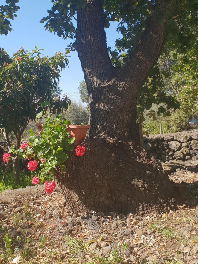 Alle Pendici Dell'Etna Ragalna Εξωτερικό φωτογραφία
