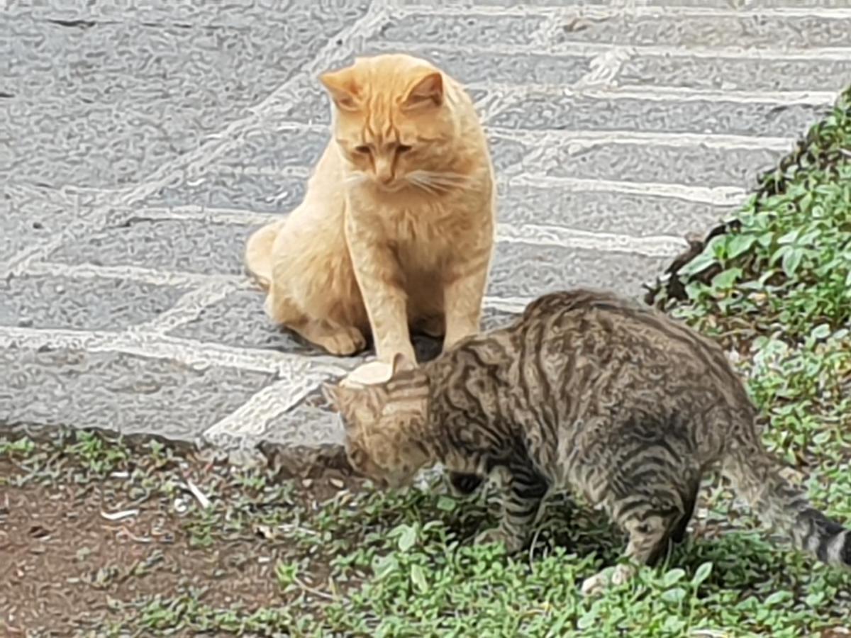 Alle Pendici Dell'Etna Ragalna Εξωτερικό φωτογραφία